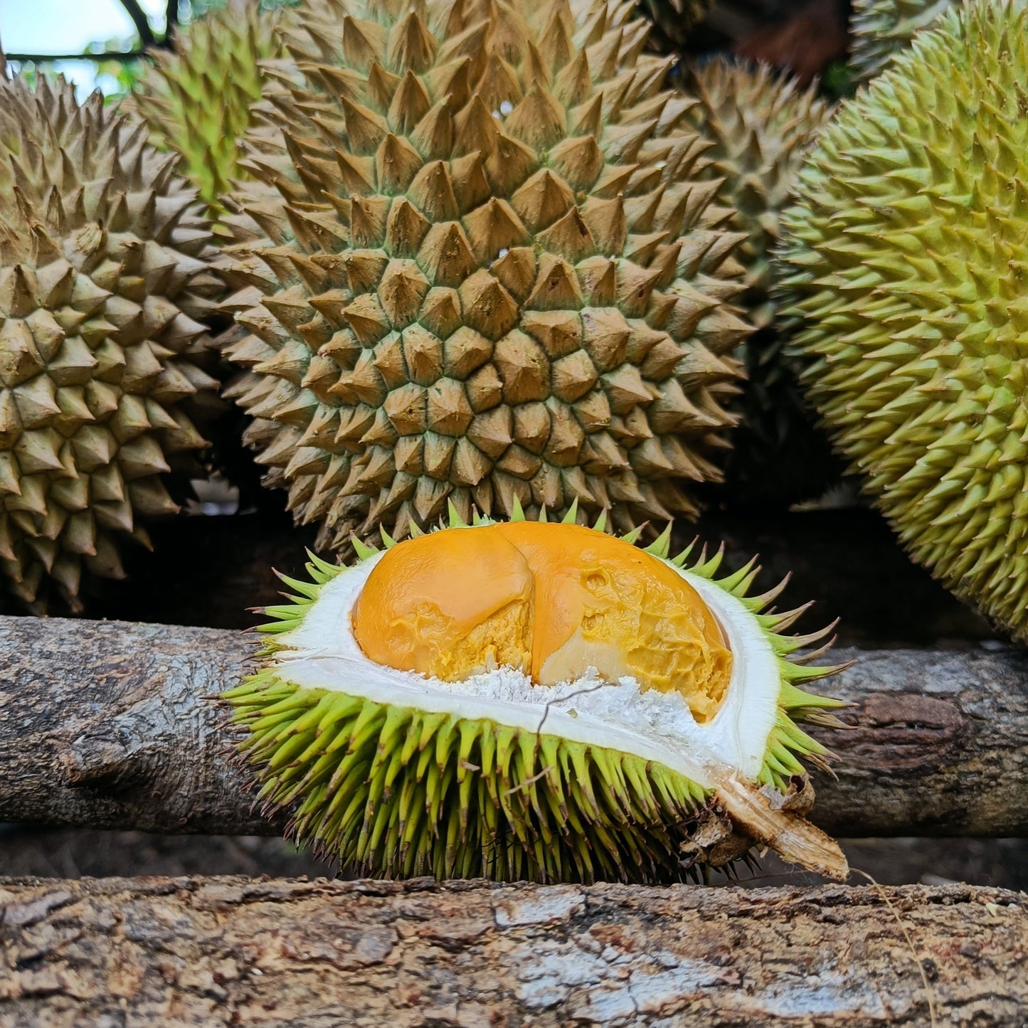 Durian Daun