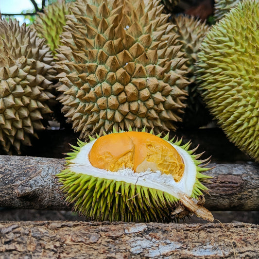 Durian Daun